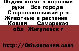 Отдам котят в хорошие руки - Все города, Старооскольский р-н Животные и растения » Кошки   . Самарская обл.,Жигулевск г.